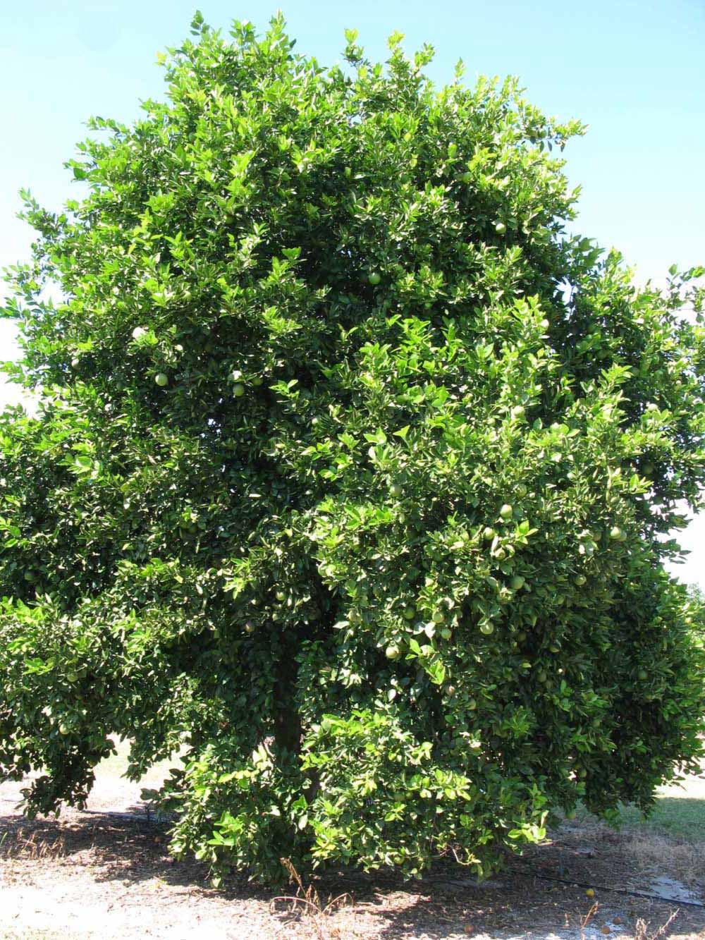            Habit (Winter Haven, FL)   